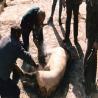 matanza 3, raspando al cochino, familia Retamar Rico.